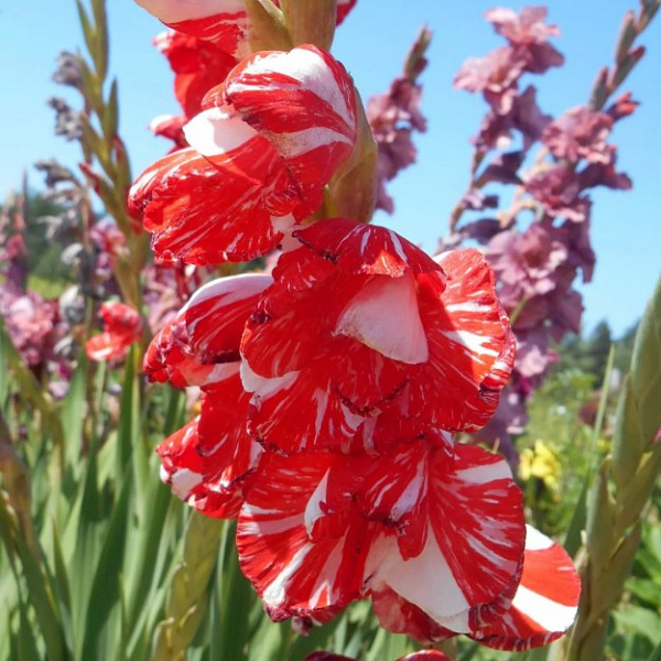 Гладиолус крупноцветковый Зизани фото 1 
