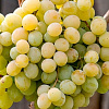 Виноград плодовый Талисман фото 1 