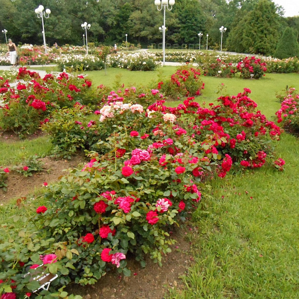 Роза канадская парковая Виннипег Паркс фото 3 