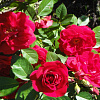 Роза канадская парковая Виннипег Паркс фото 2 